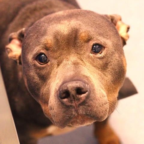 26-01442 ZEUS, Adoptable, Adult Male Pit Bull Terrier.