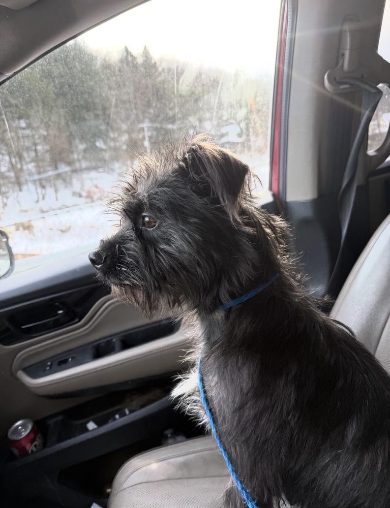 Hazel Marie, Adoptable, Adult Female Schnauzer.