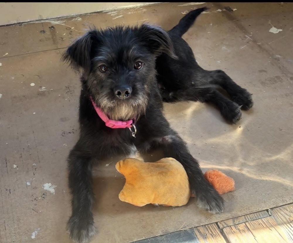 Enlarge Hazel Marie, a Adoptable mixed breed in Franklin, PA image 2/2