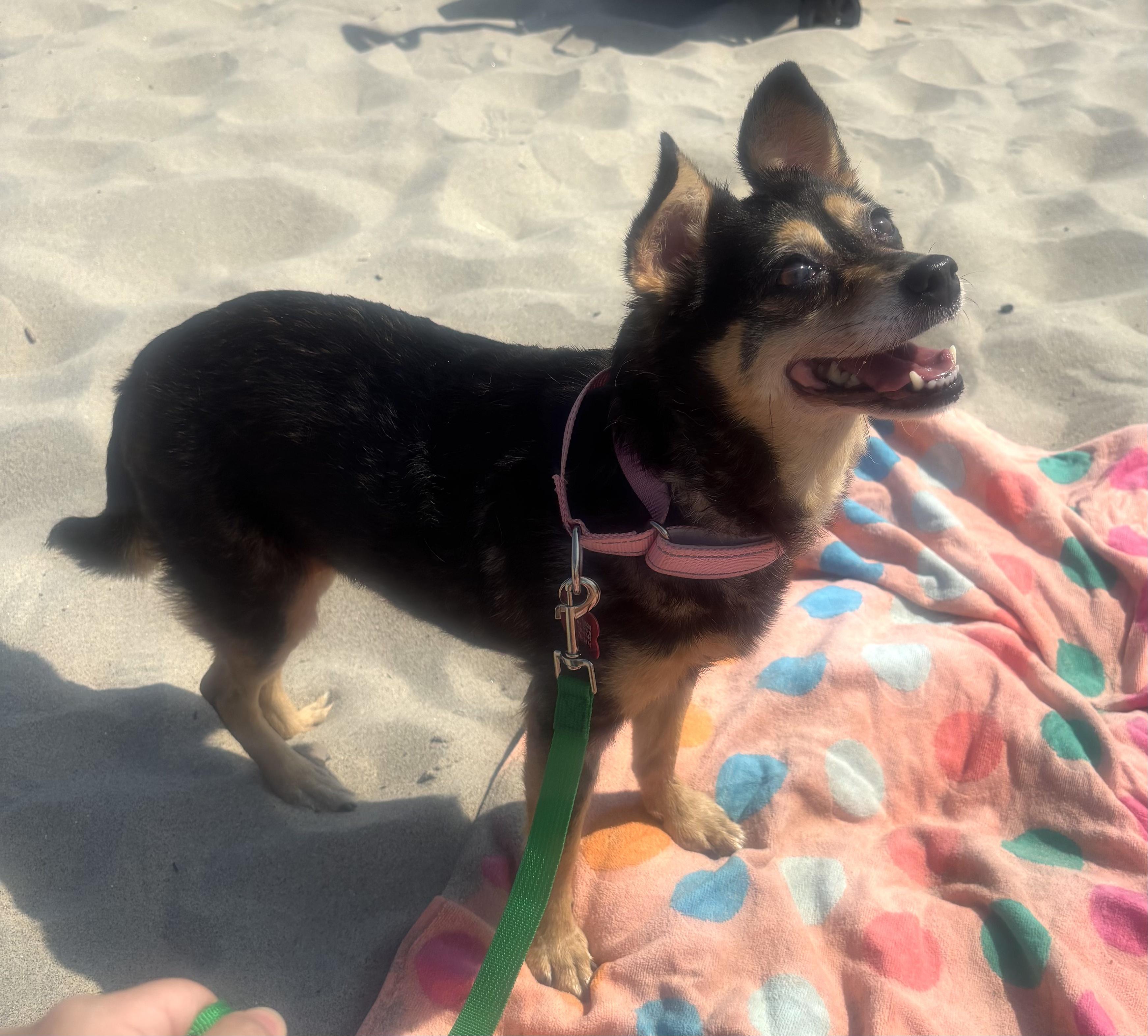 Penelope, a Adoptable mixed breed in Brooklyn, NY image 2/6