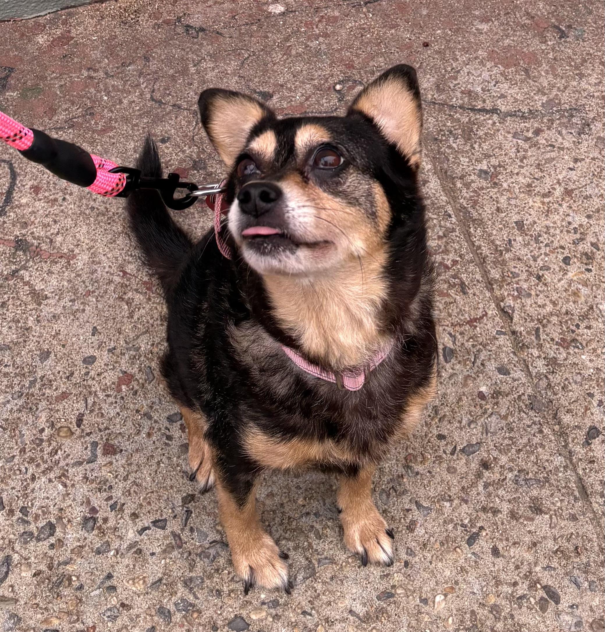 Penelope, a Adoptable mixed breed in Brooklyn, NY image 3/6