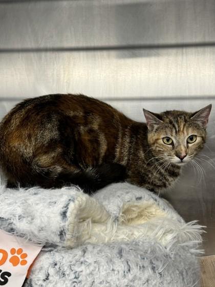 Tomato, Adoptable, Adult Female Domestic Short Hair & Domestic Short Hair.