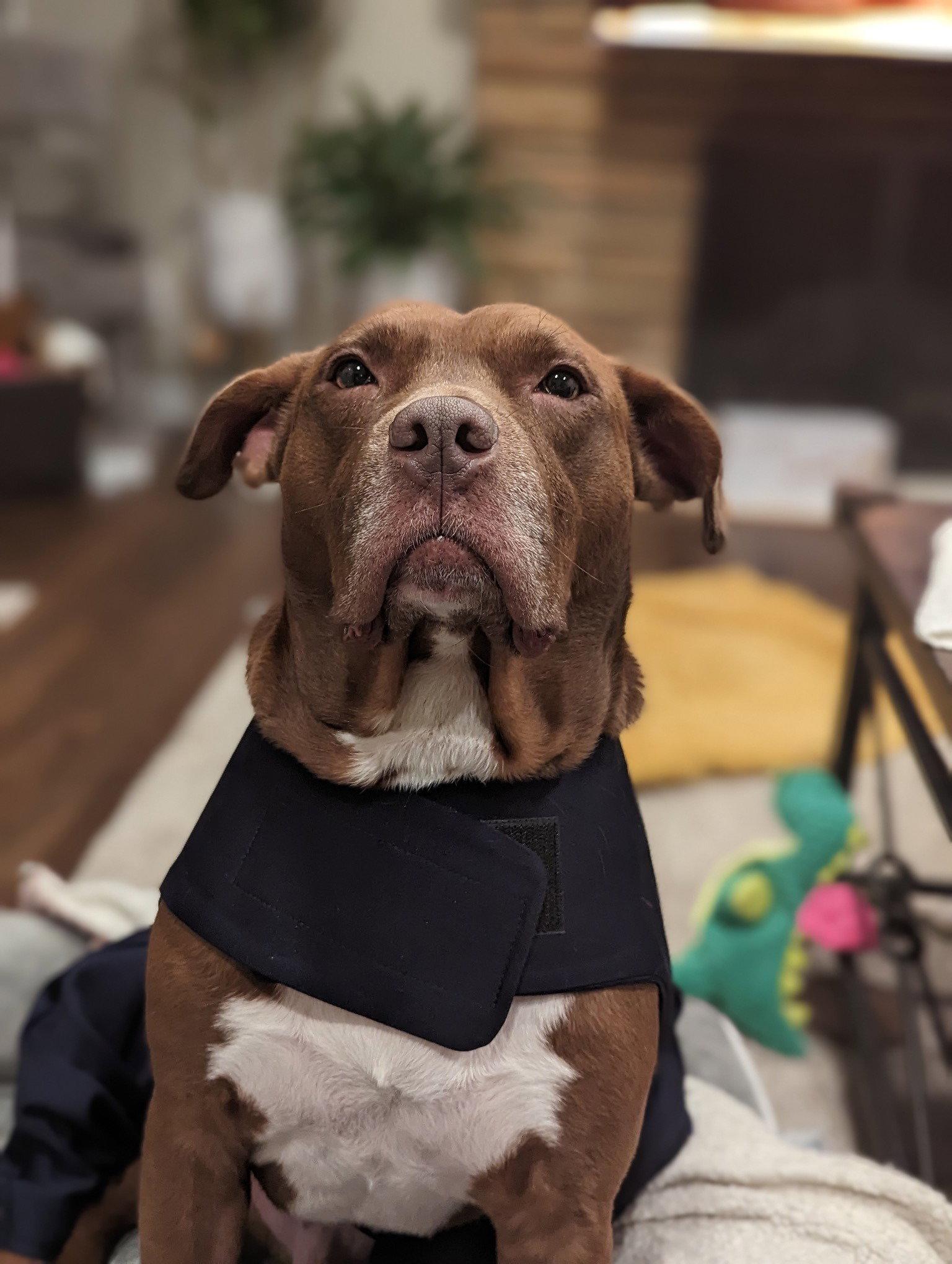 Enlarge Ollie, a Adoptable mixed breed in Livonia, MI image 1/3