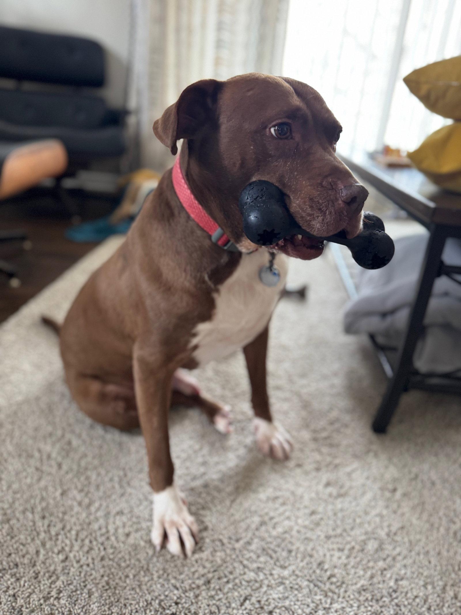 Enlarge Ollie, a Adoptable mixed breed in Livonia, MI image 2/3