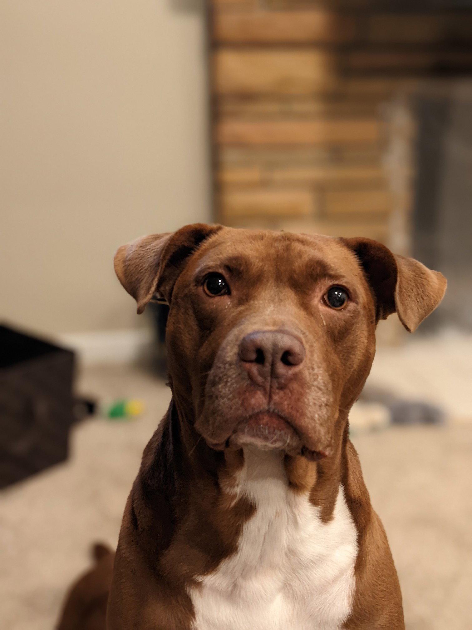 Enlarge Ollie, a Adoptable mixed breed in Livonia, MI image 3/3