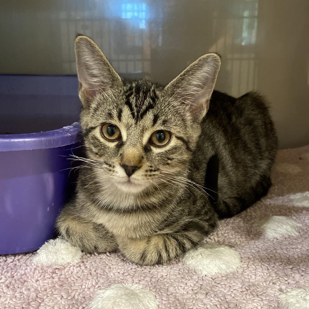Noah Kahan, a Adoptable Domestic Short Hair in Washington Township, OH image 1/3