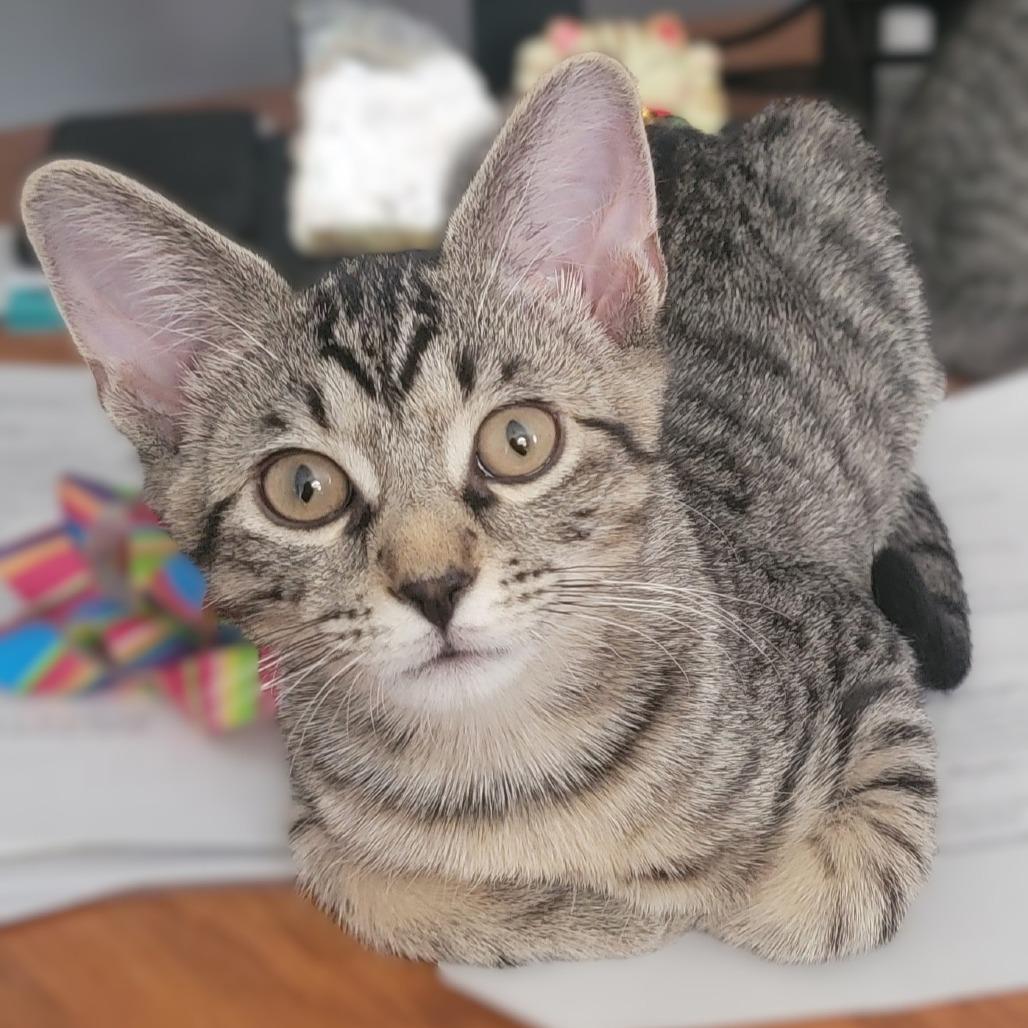 Noah Kahan, a Adoptable Domestic Short Hair in Washington Township, OH image 2/3