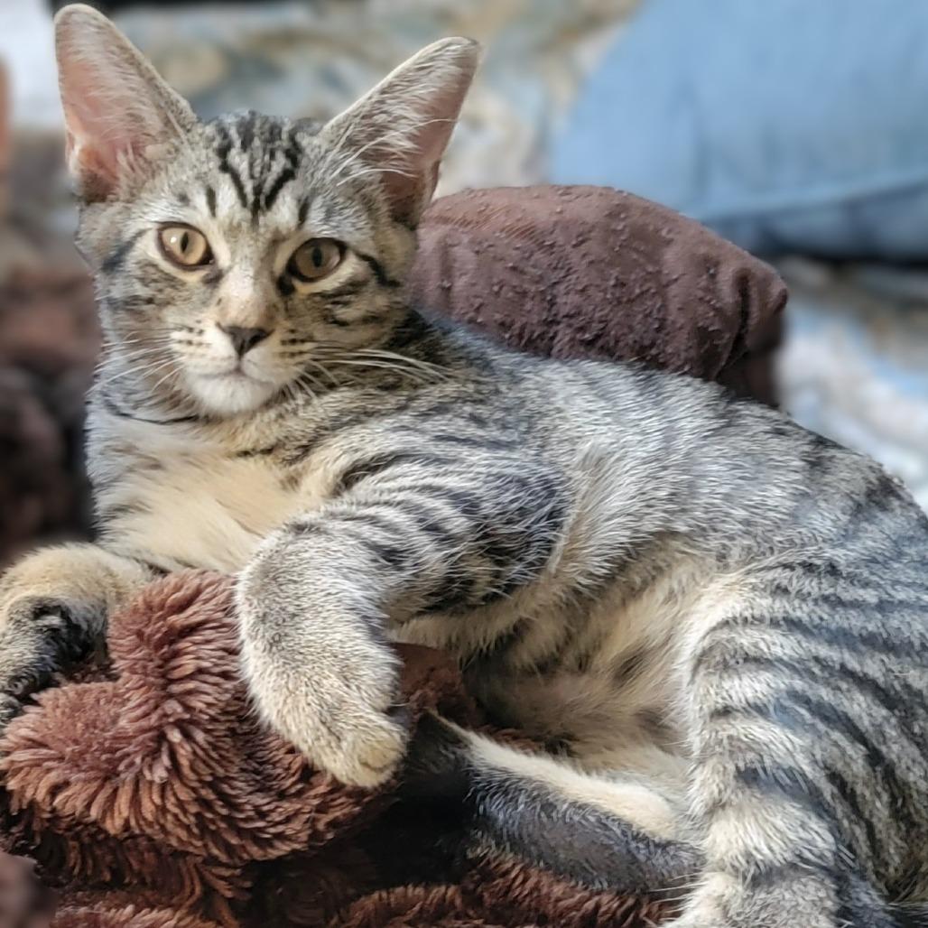 Noah Kahan, a Adoptable Domestic Short Hair in Washington Township, OH image 3/3
