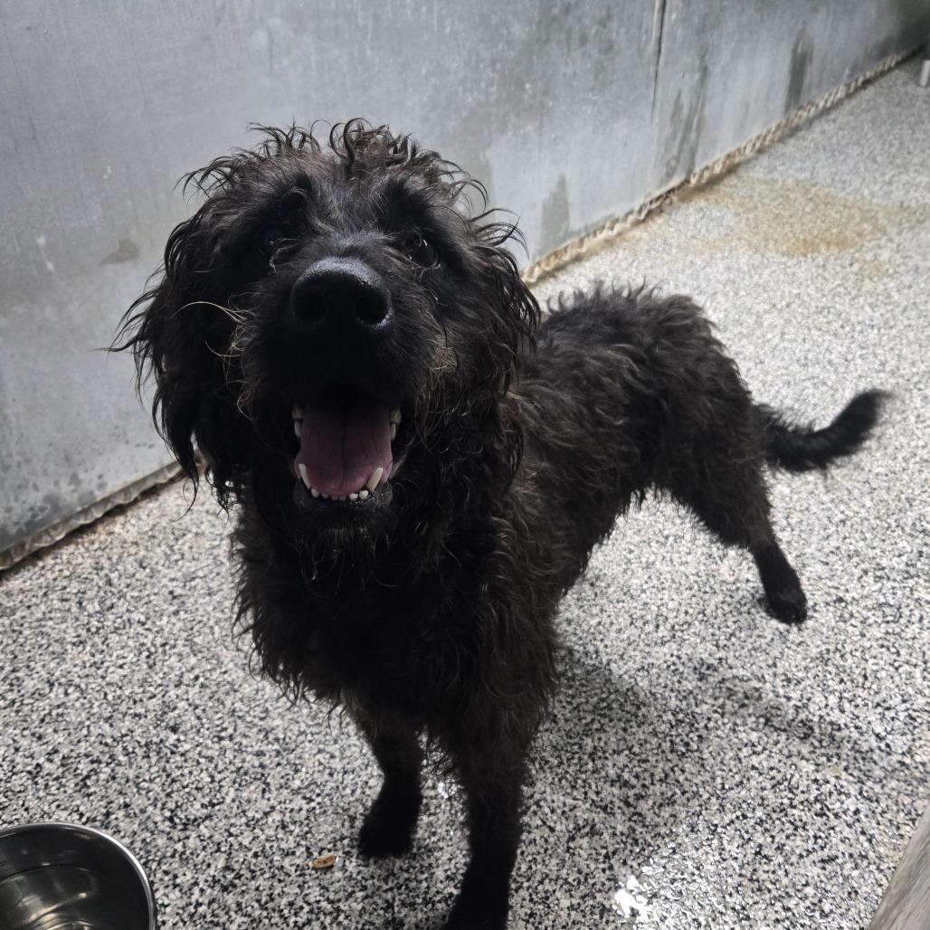 Rufus, Adoptable, Young Male Poodle.