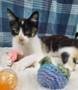 Enlarge Mocha, a ADOPTABLE Domestic Short Hair in Bucyrus, OH image 2/3