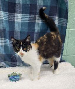 Enlarge Mocha, a ADOPTABLE Domestic Short Hair in Bucyrus, OH image 3/3