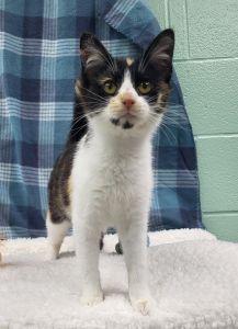 Mocha, ADOPTABLE, Young Female Domestic Short Hair.