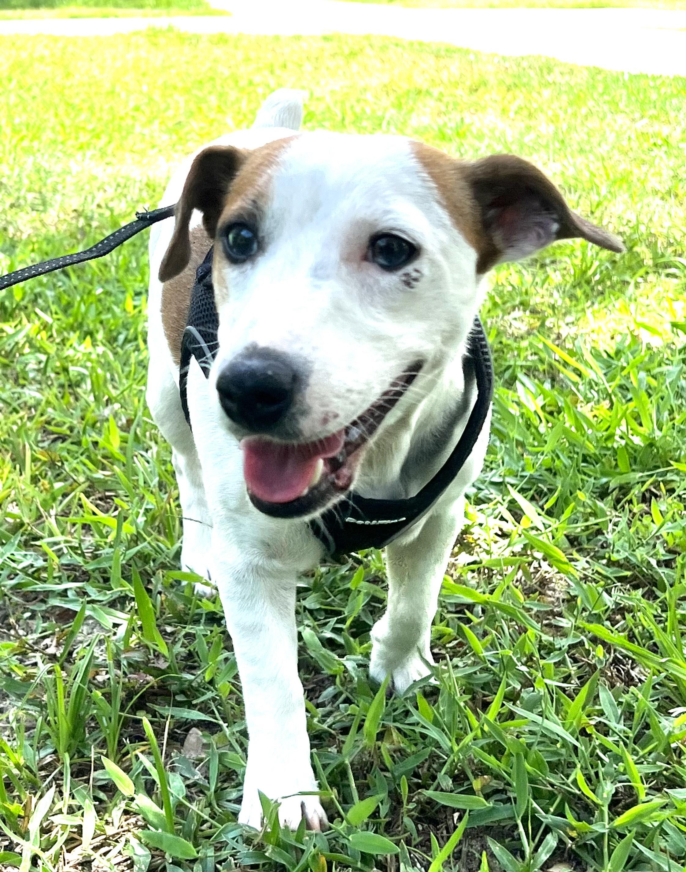 DAISY MAE - ADOPTED! -  2 year old female Jack Russell Terrier, Young Female unknown