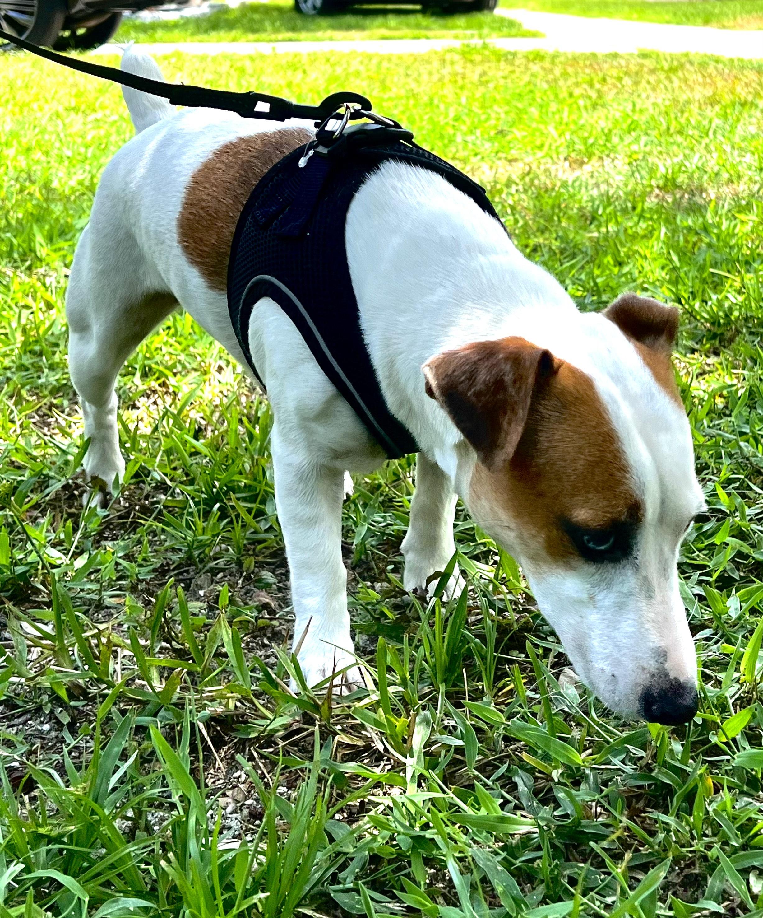 Enlarge DAISY MAE - ADOPTED! -  2 year old female Jack Russell Terrier, a Adopted Jack Russell Terrier in Terra Ceia, FL image 2/3