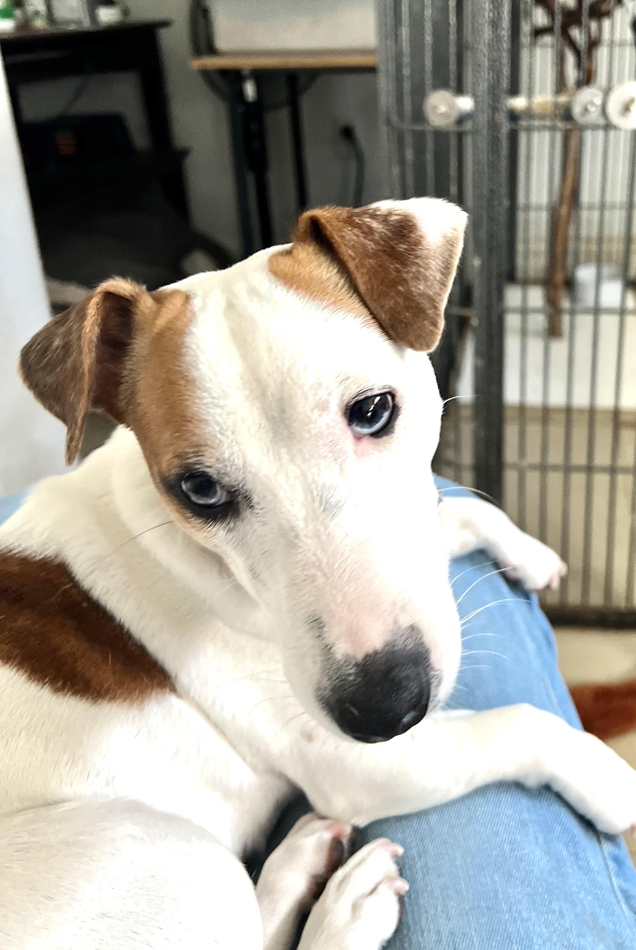 Enlarge DAISY MAE - ADOPTED! -  2 year old female Jack Russell Terrier, a Adopted Jack Russell Terrier in Terra Ceia, FL image 3/3