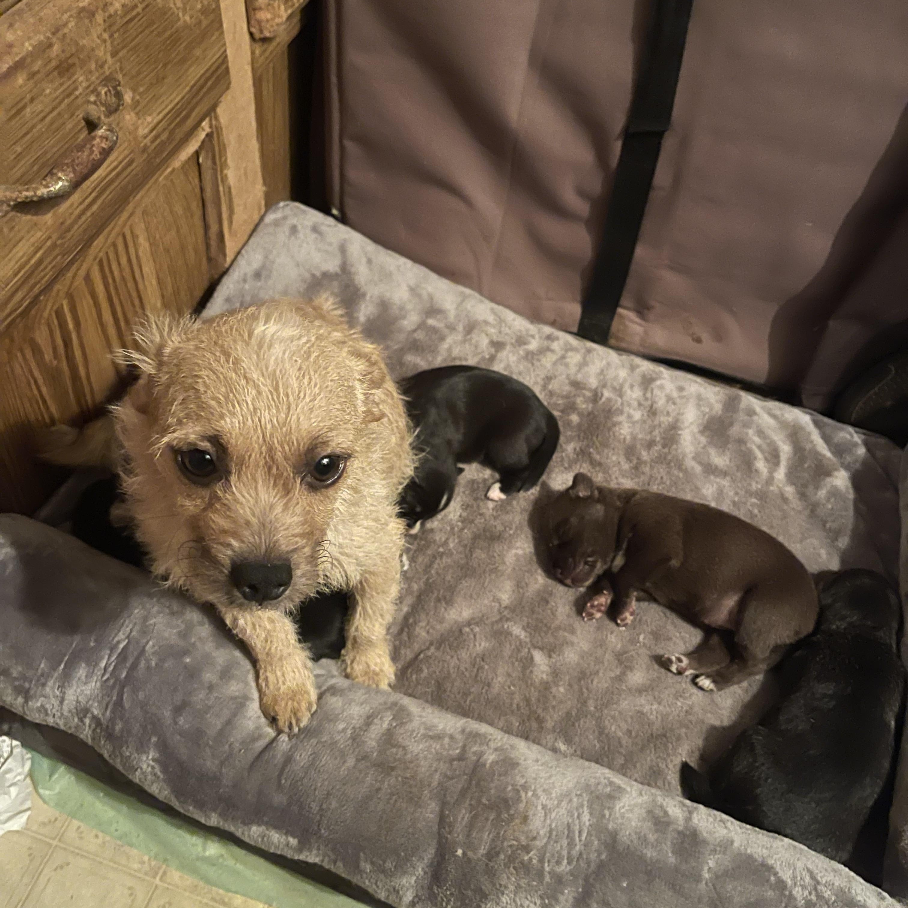 Enlarge Cove, a Adoptable mixed breed in Gainesville, VA image 3/4