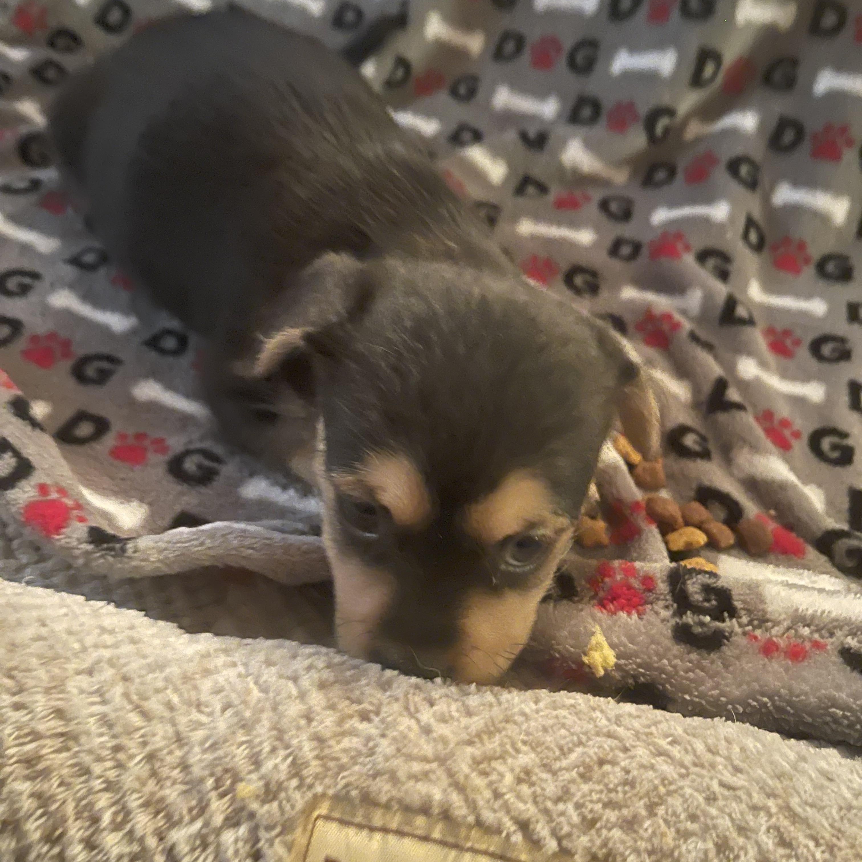 Enlarge Cove, a Adoptable mixed breed in Gainesville, VA image 4/4