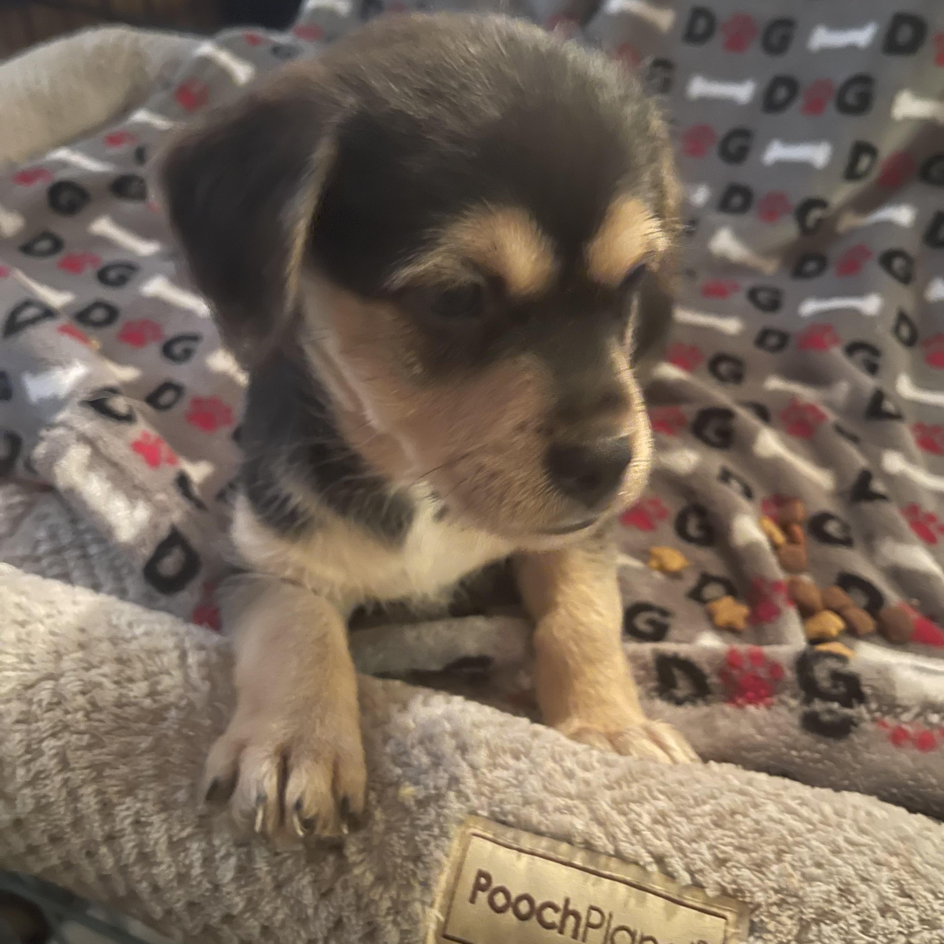 Cove, Adoptable, Puppy Female Terrier.