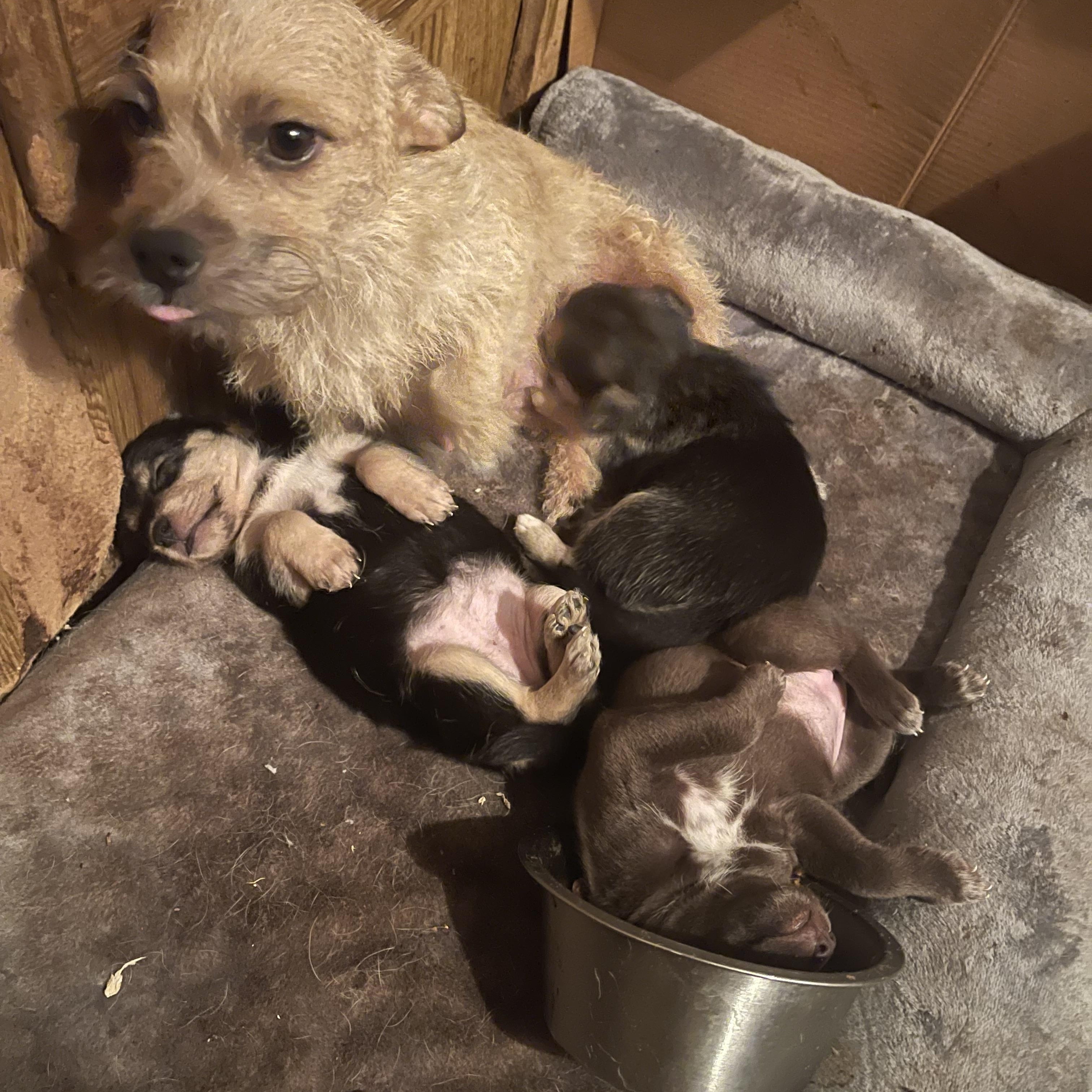 Enlarge Cove, a Adoptable mixed breed in Gainesville, VA image 2/4