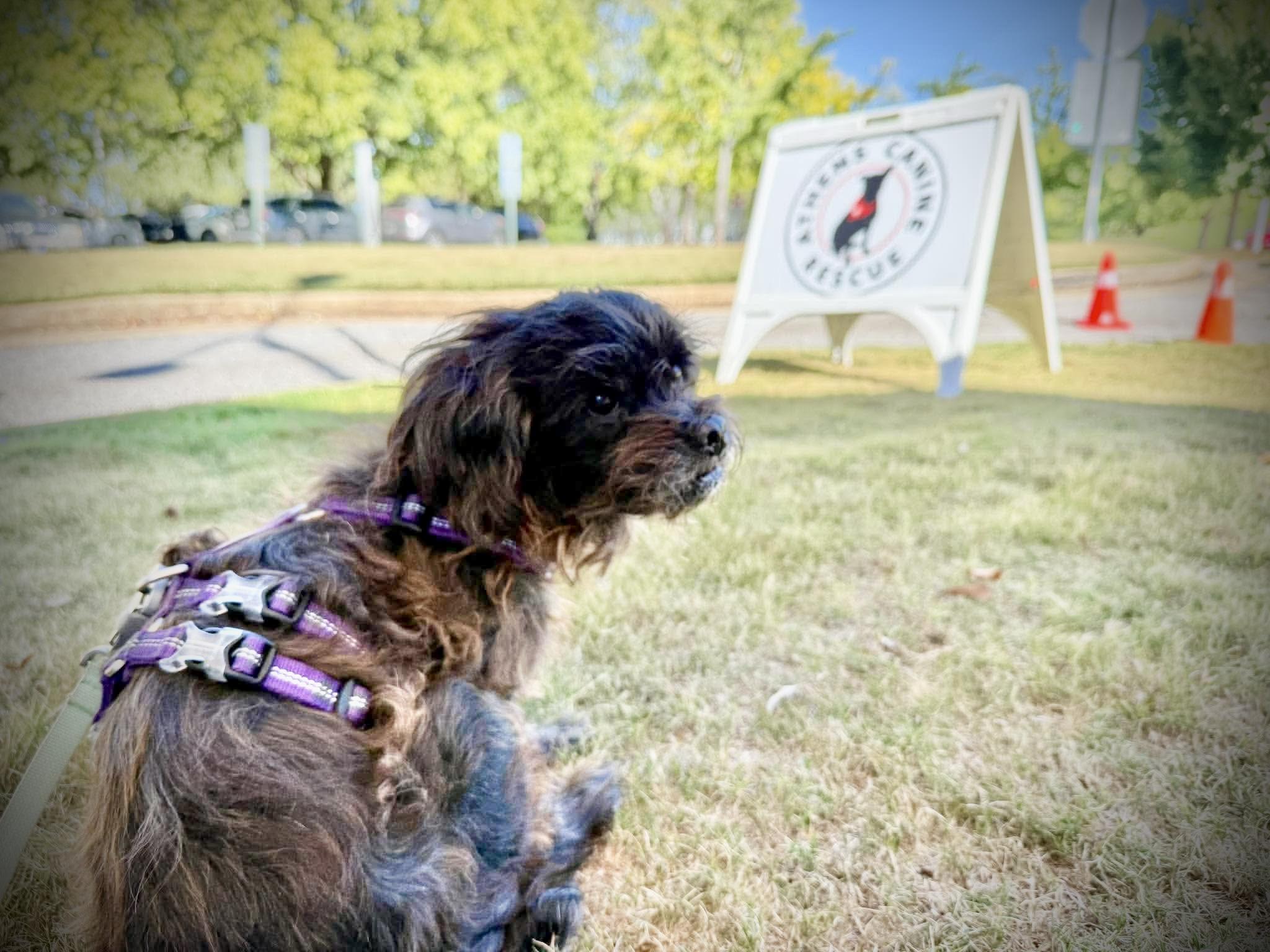 Enlarge Dottie, a Adoptable mixed breed in Athens, GA image 3/6