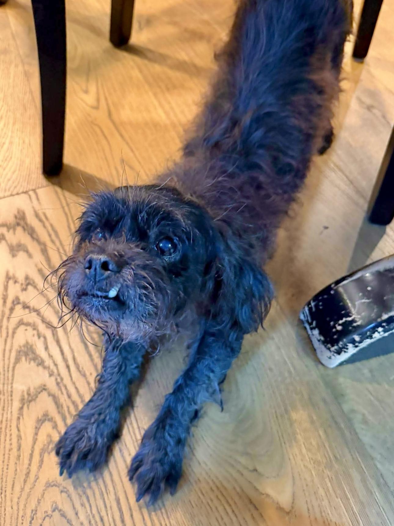 Enlarge Dottie, a Adoptable mixed breed in Athens, GA image 4/6