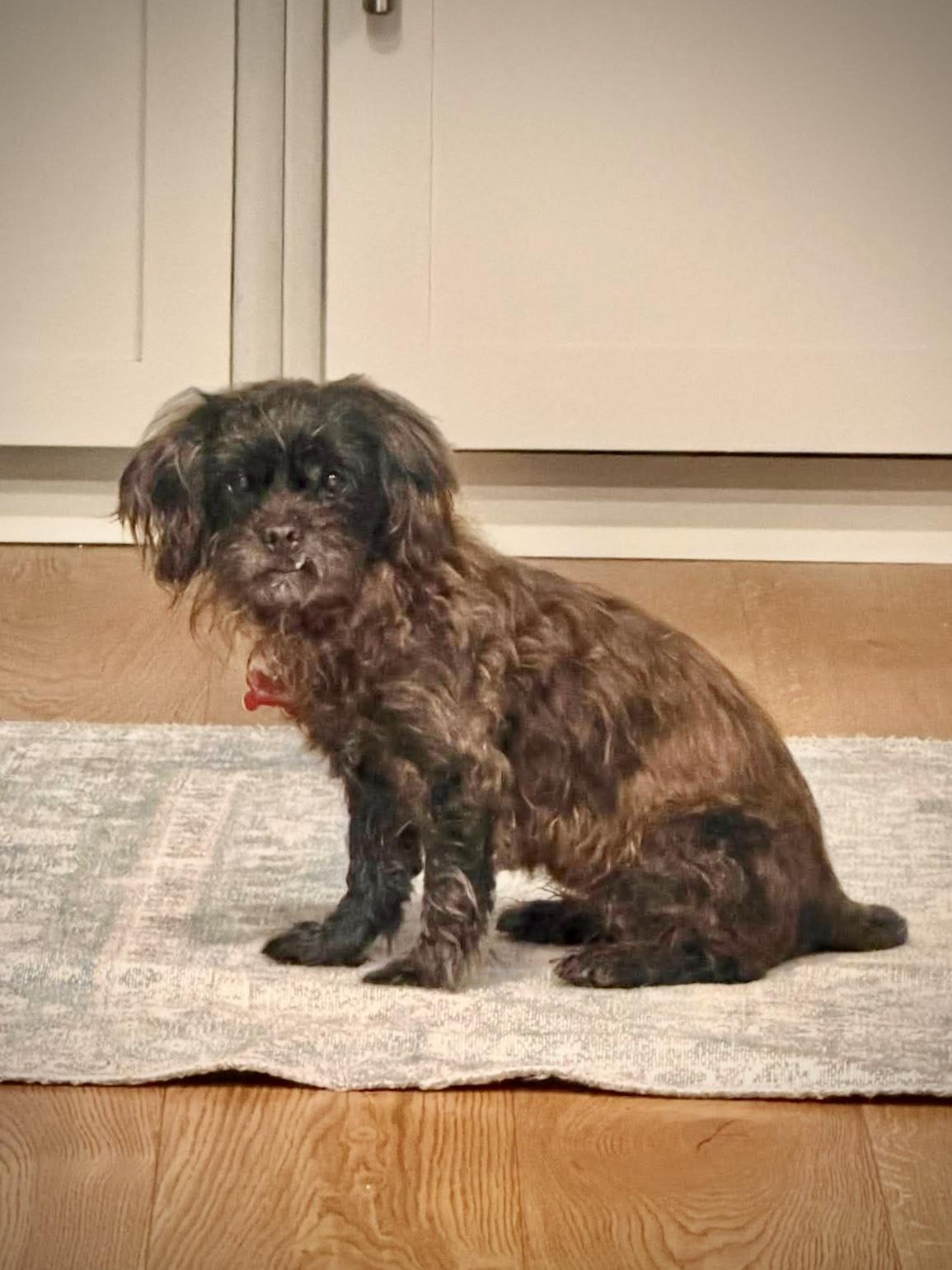 Enlarge Dottie, a Adoptable mixed breed in Athens, GA image 2/6