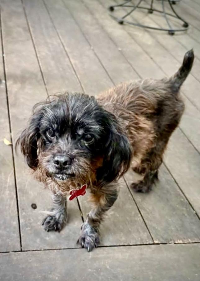 Enlarge Dottie, a Adoptable mixed breed in Athens, GA image 1/6