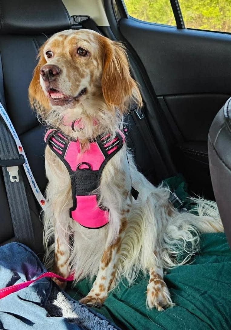 Enlarge Peggy, a ADOPTABLE English Setter in Cincinnati, OH image 2/5