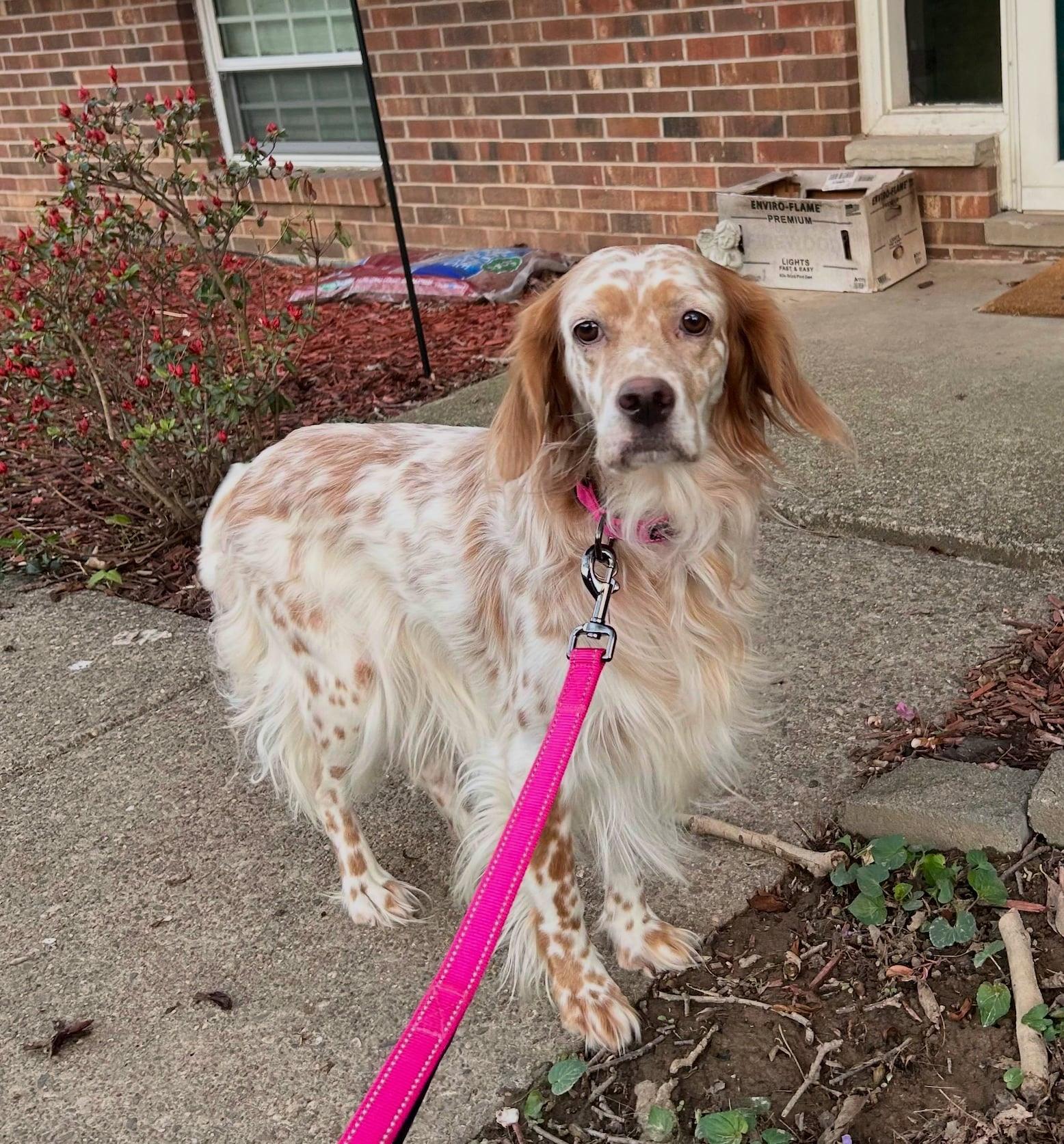 Enlarge Peggy, a ADOPTABLE English Setter in Cincinnati, OH image 3/5