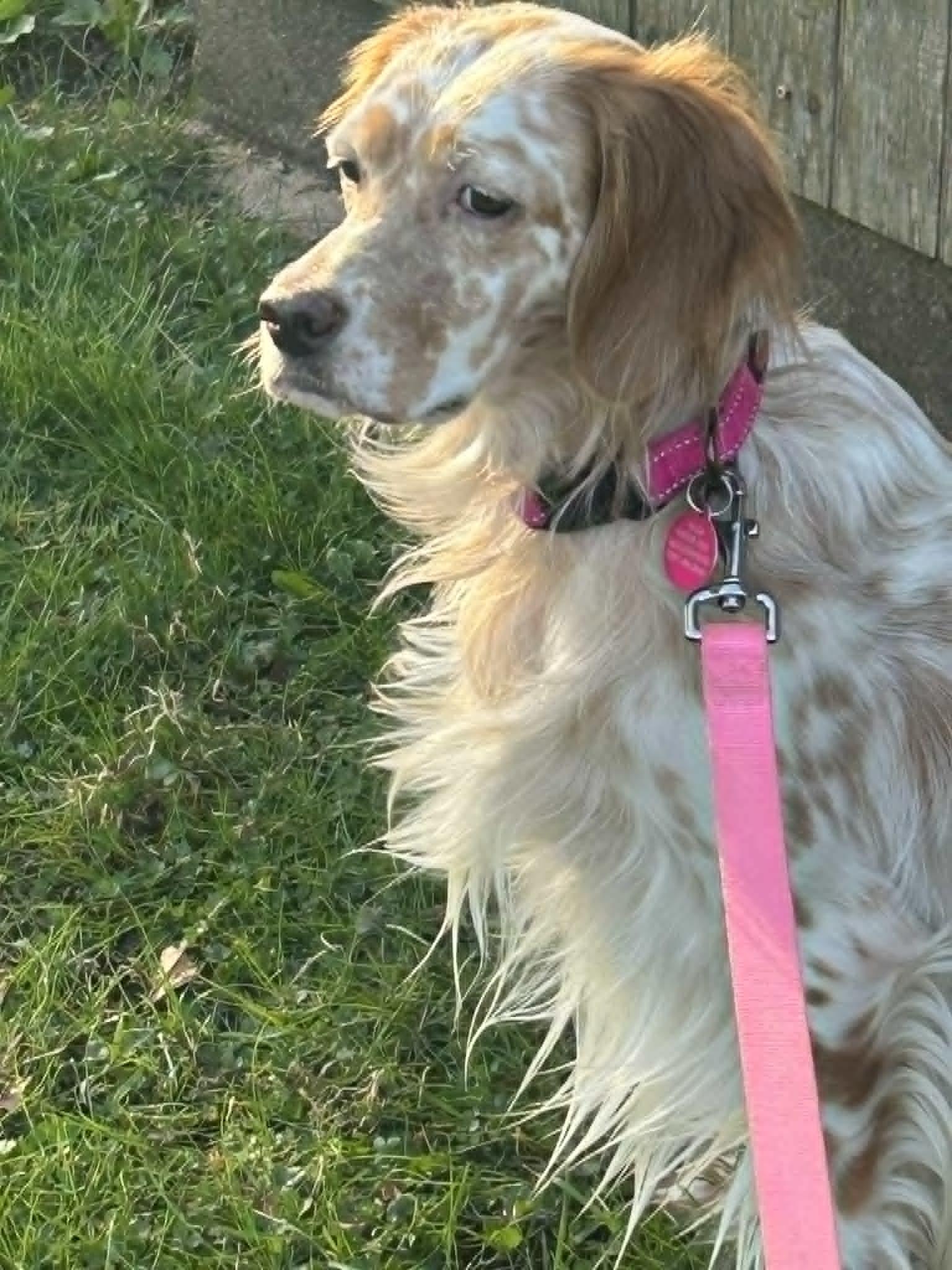 Enlarge Peggy, a ADOPTABLE English Setter in Cincinnati, OH image 5/5