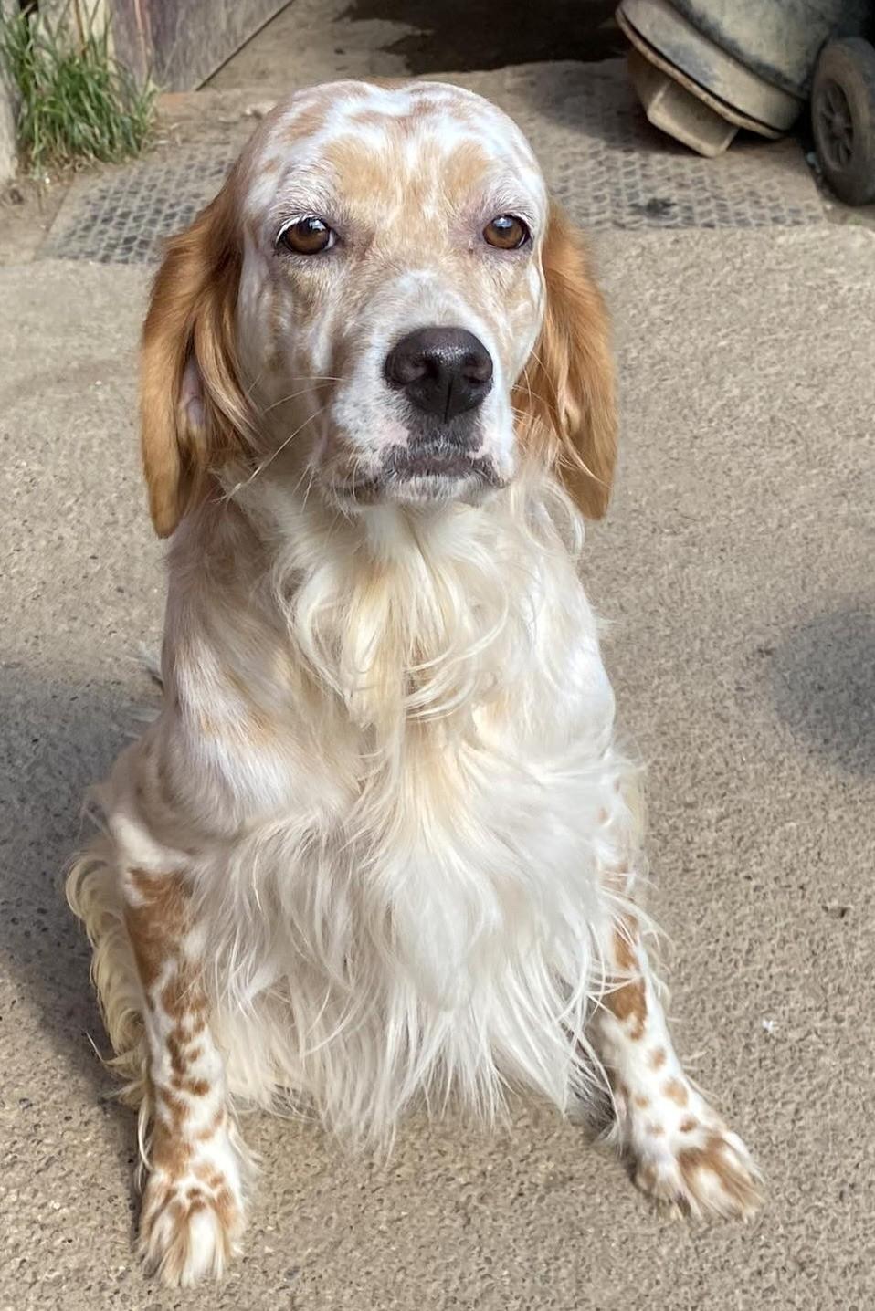 Enlarge Peggy, a ADOPTABLE English Setter in Cincinnati, OH image 4/5