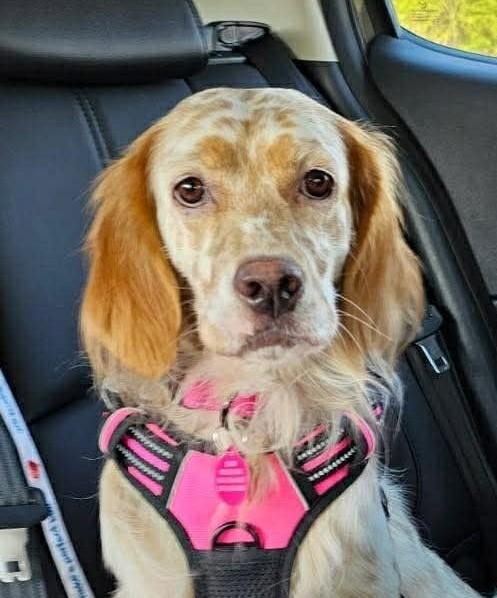 Peggy, ADOPTABLE, Young Female English Setter.