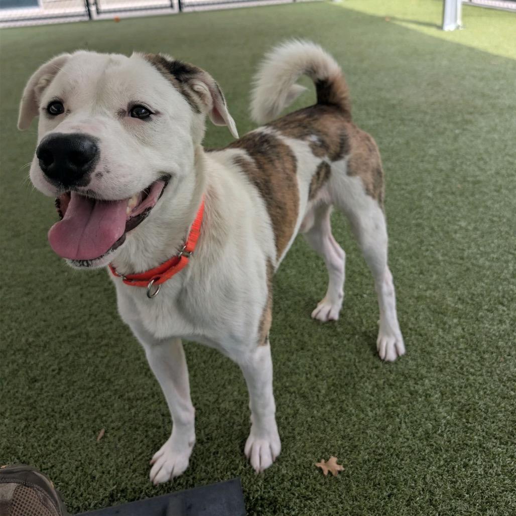 Flanagan, Adoptable, Adult Male Mixed Breed.