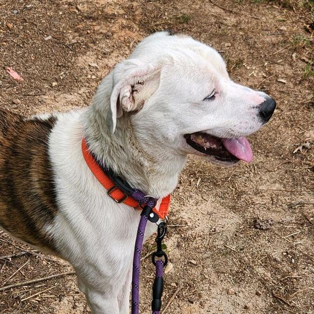 Enlarge Flanagan, a Adoptable Mixed Breed in Greensboro, NC image 2/6