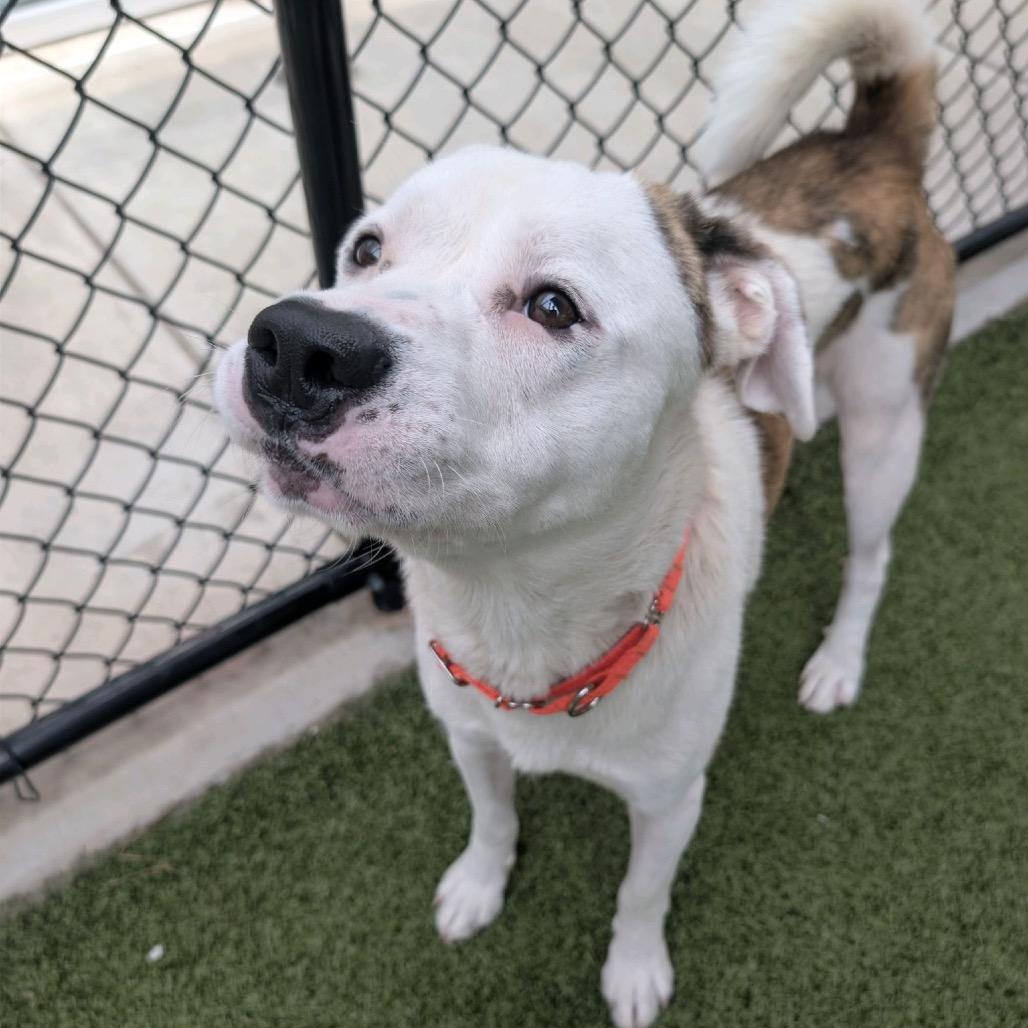 Enlarge Flanagan, a Adoptable Mixed Breed in Greensboro, NC image 3/6