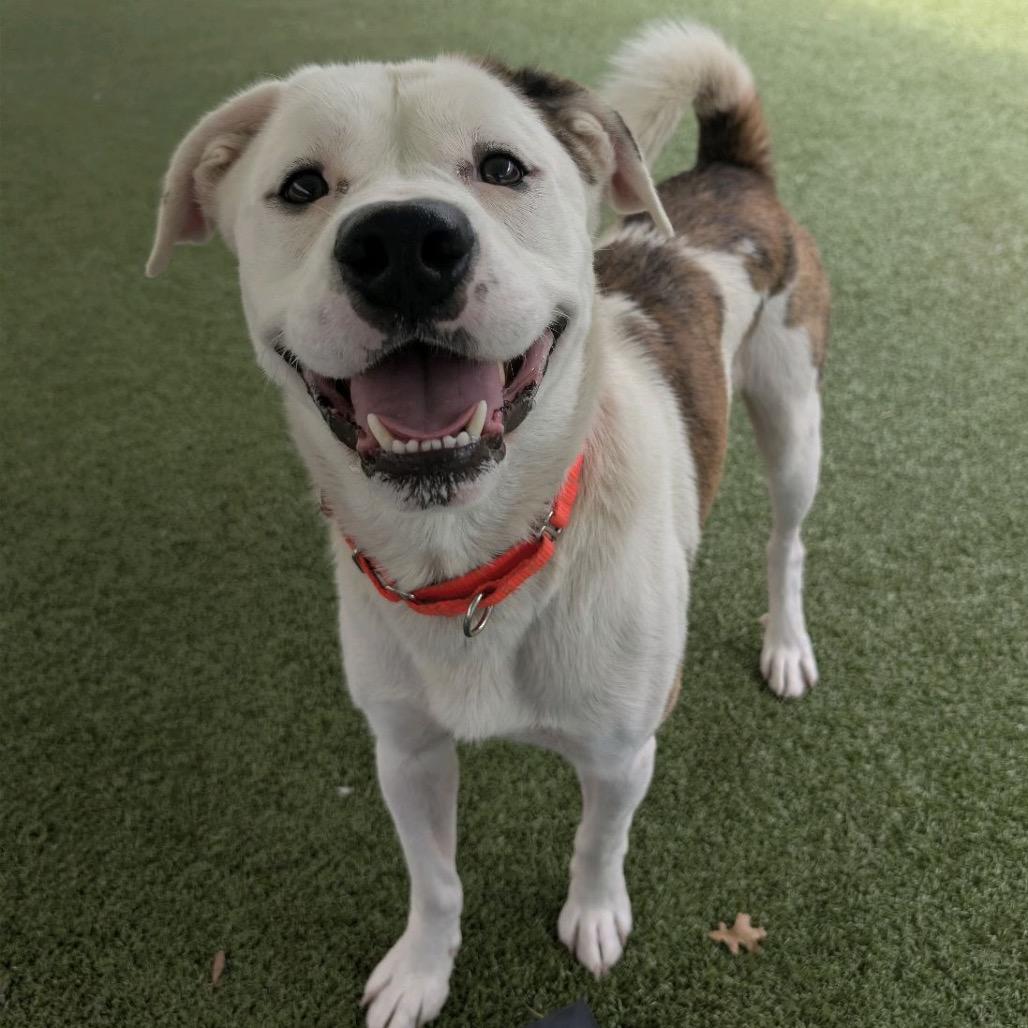 Enlarge Flanagan, a Adoptable Mixed Breed in Greensboro, NC image 4/6