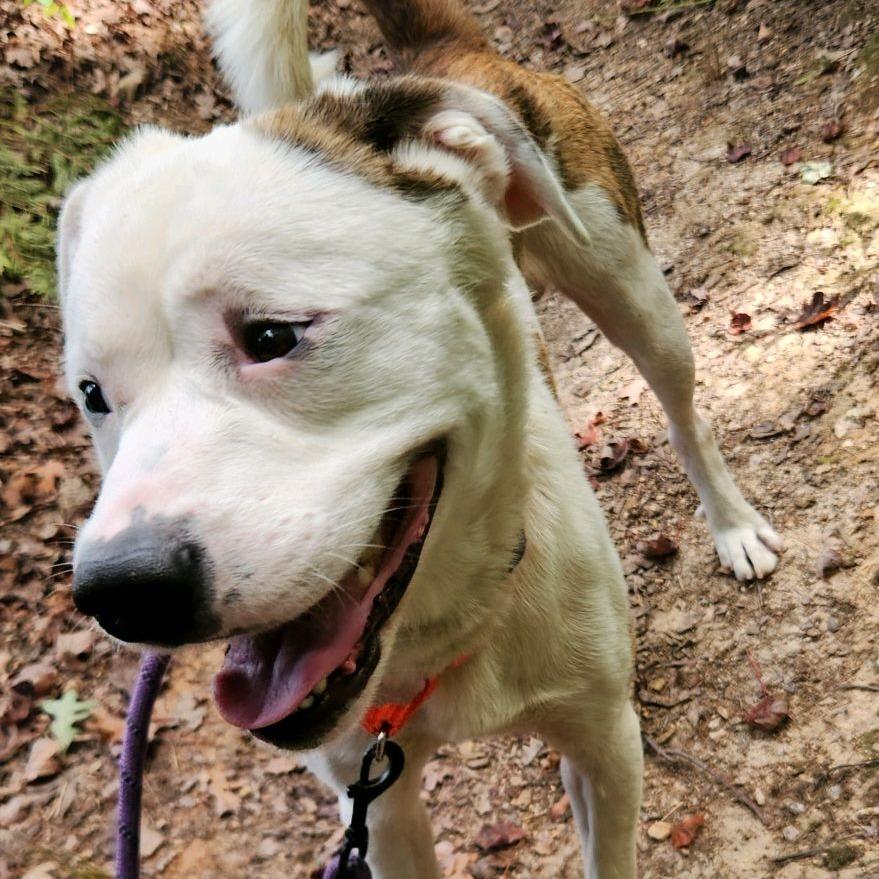 Enlarge Flanagan, a Adoptable Mixed Breed in Greensboro, NC image 5/6