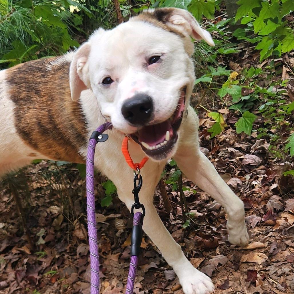 Enlarge Flanagan, a Adoptable Mixed Breed in Greensboro, NC image 6/6