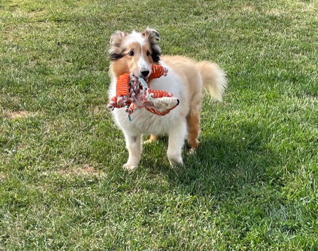 Enlarge Merlin, a Adoptable Shetland Sheepdog / Sheltie in Abingdon, MD image 1/3
