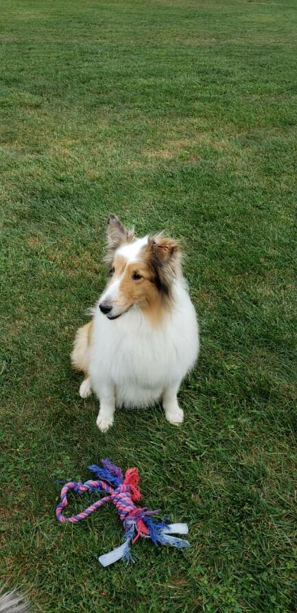 Enlarge Merlin, a Adoptable Shetland Sheepdog / Sheltie in Abingdon, MD image 2/3
