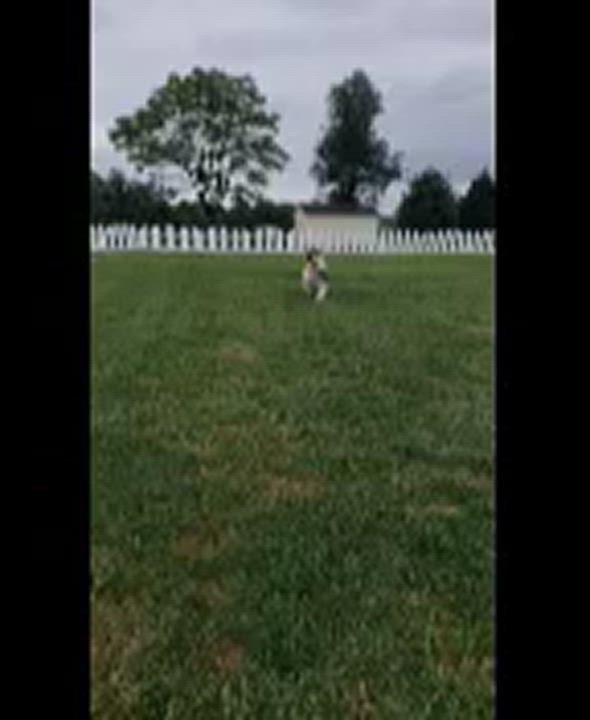 Enlarge Merlin, a Adoptable Shetland Sheepdog / Sheltie in Abingdon, MD video 3/3