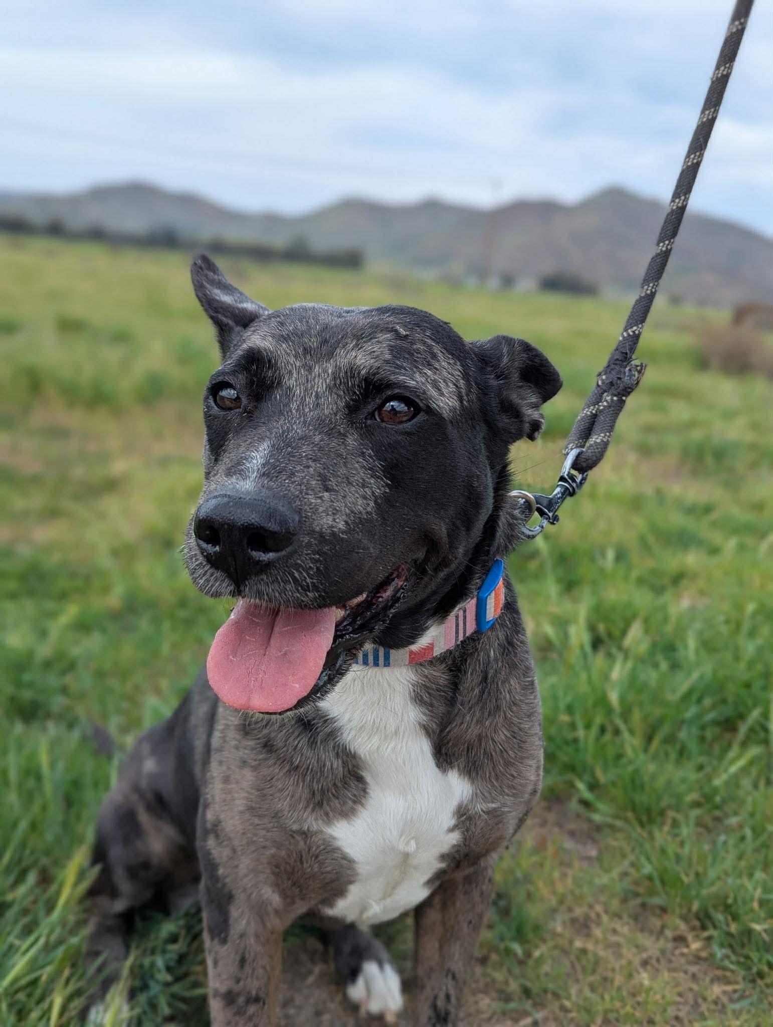 Ruby, a ADOPTABLE mixed breed in Anza, CA image 5/6