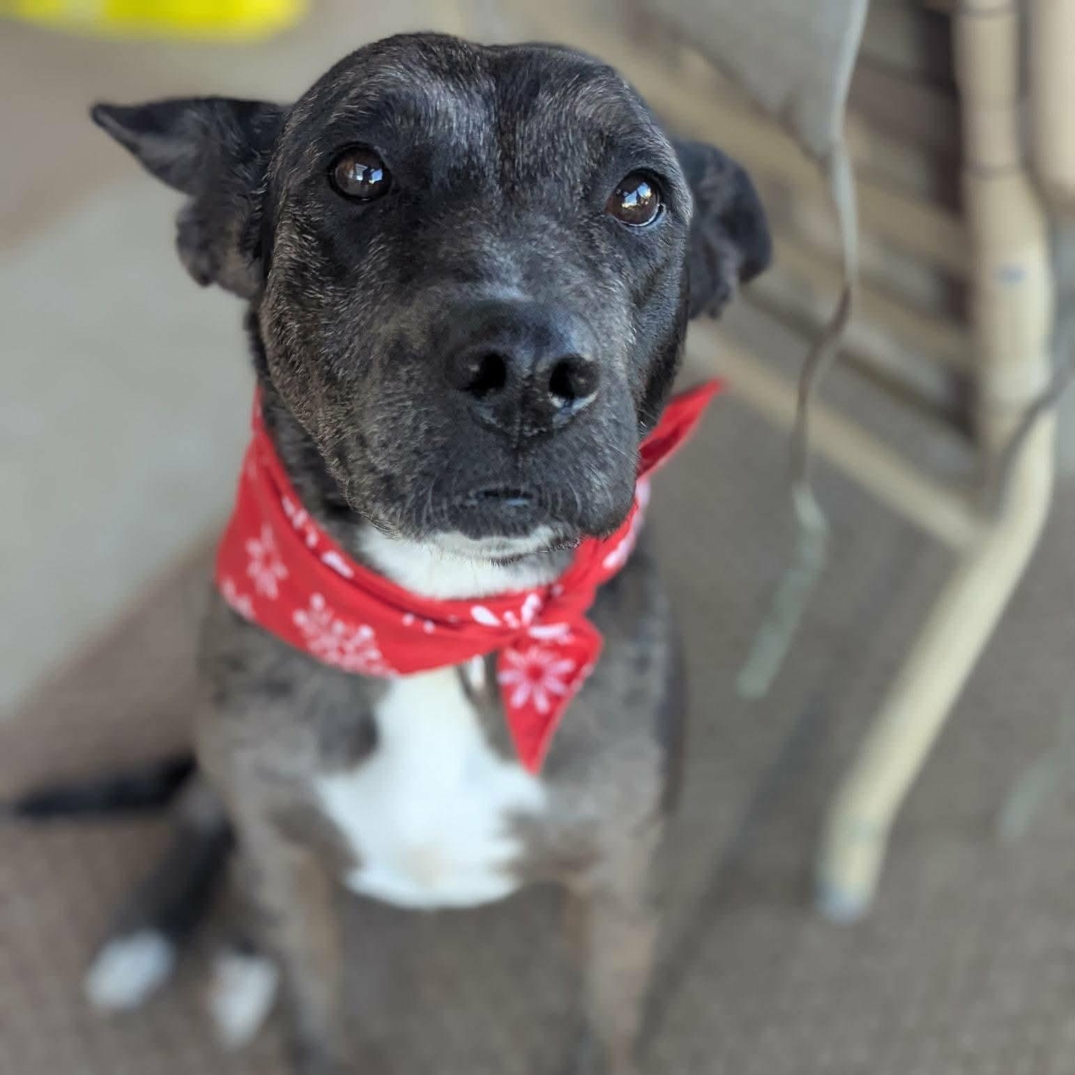 Ruby, a ADOPTABLE mixed breed in Anza, CA image 2/6