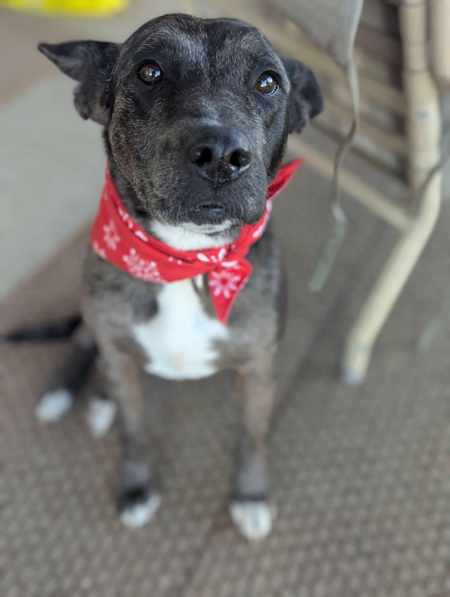 Enlarge Ruby, a ADOPTABLE mixed breed in Anza, CA image 2/4