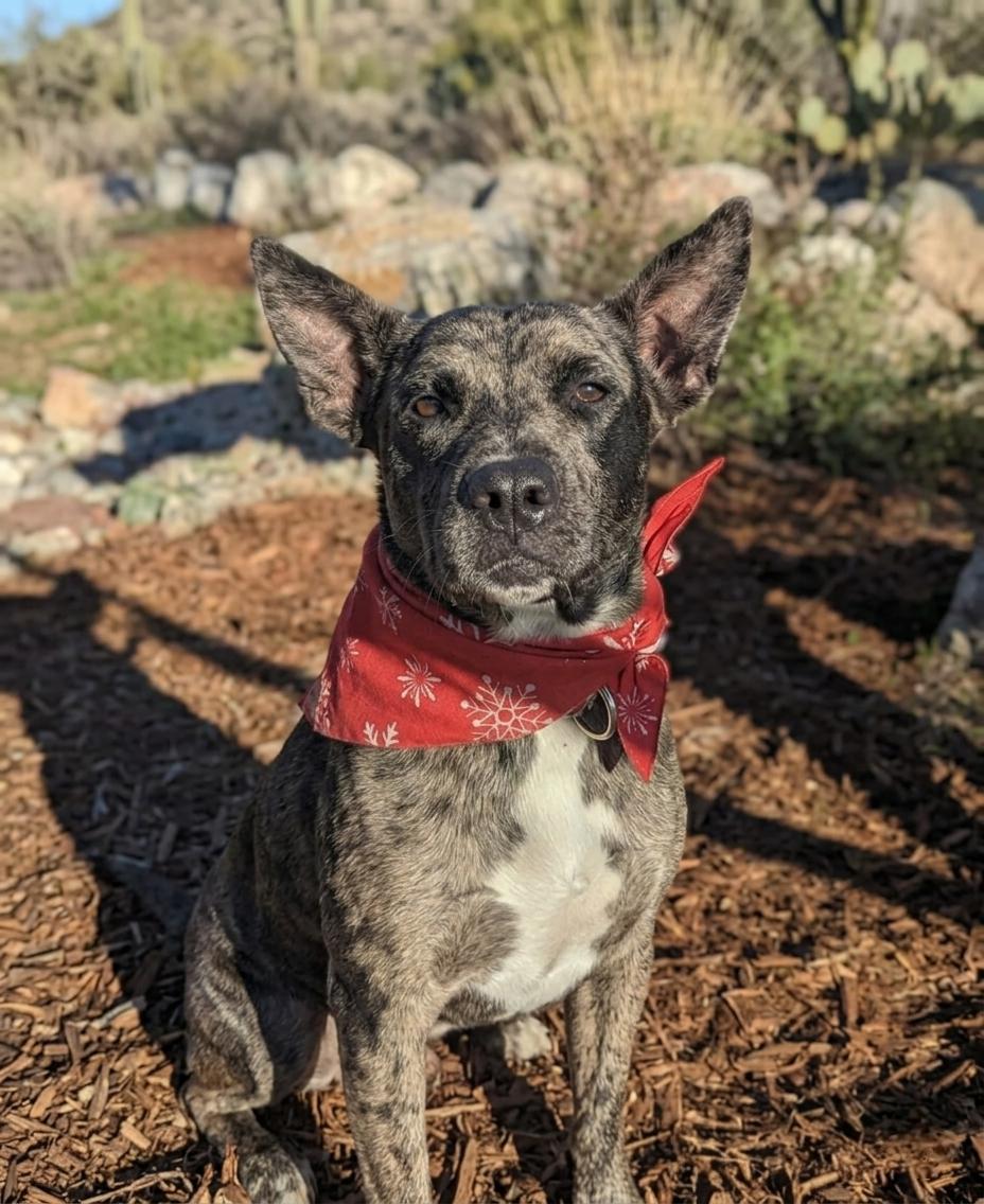 Ruby, ADOPTABLE, Senior Female Australian Cattle Dog / Blue Heeler.