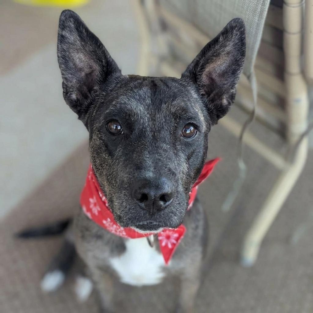 Ruby, a ADOPTABLE mixed breed in Anza, CA image 6/6