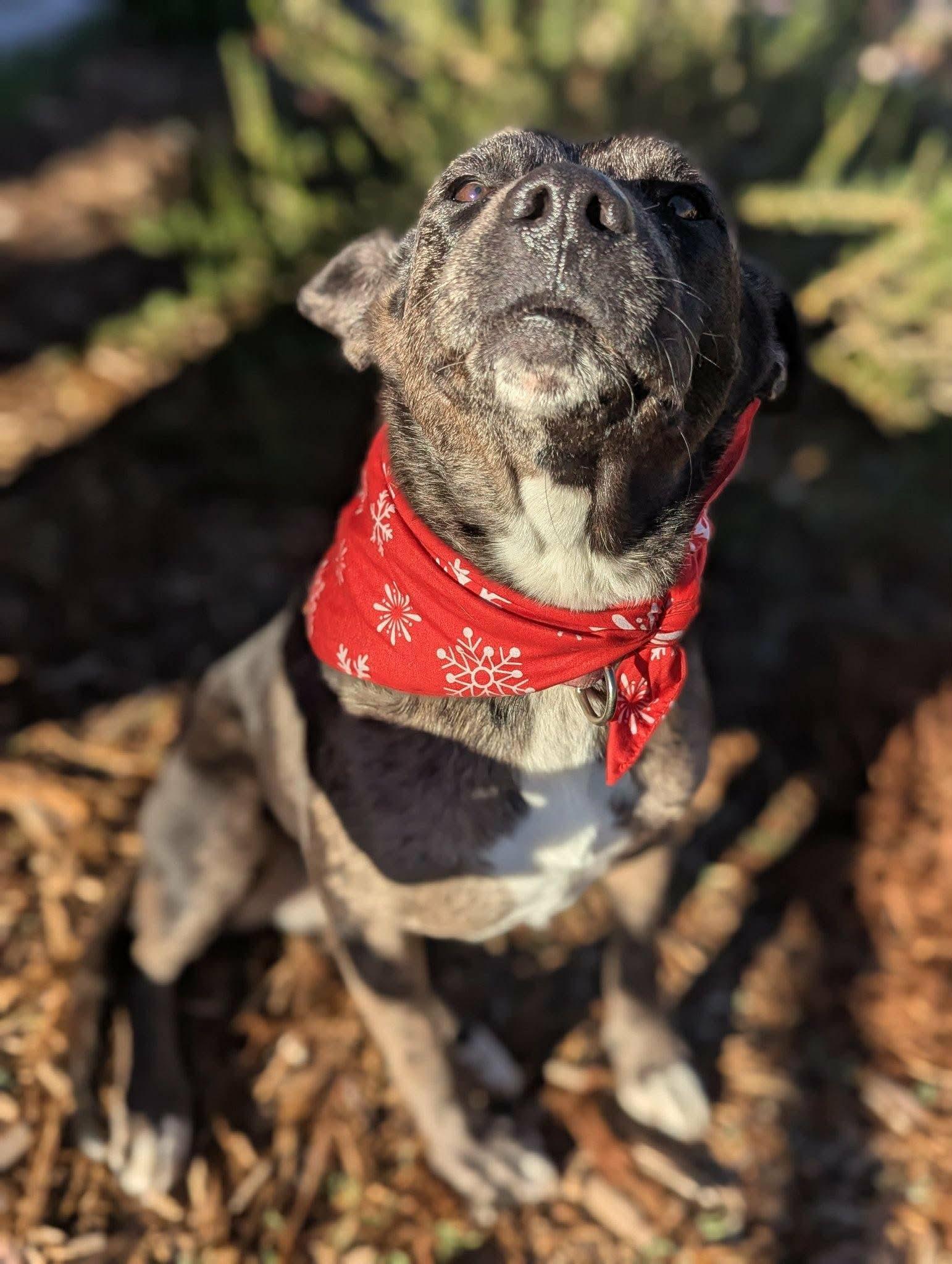 Enlarge Ruby, a ADOPTABLE mixed breed in Anza, CA image 3/4