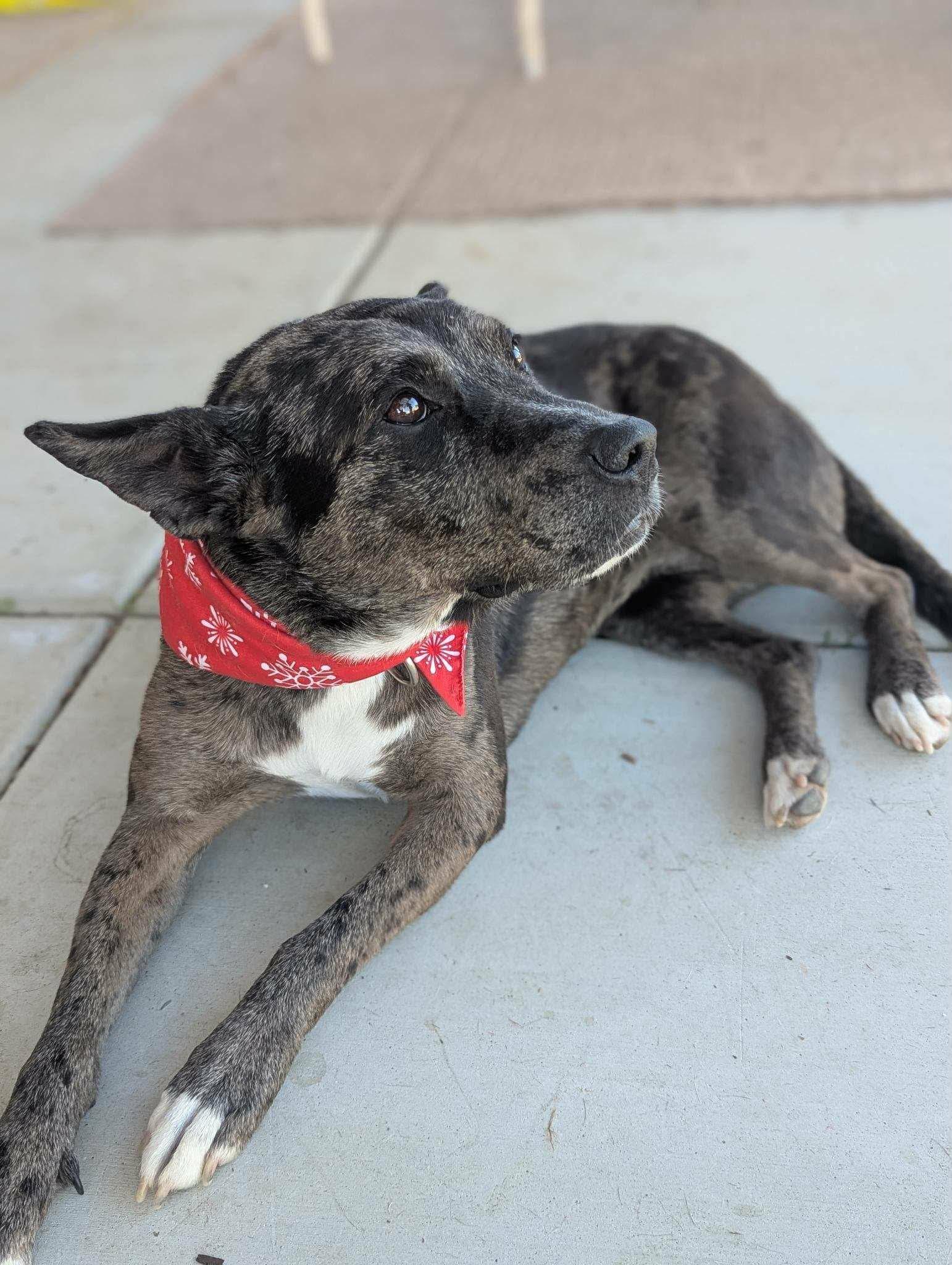 Enlarge Ruby, a ADOPTABLE mixed breed in Anza, CA image 1/4