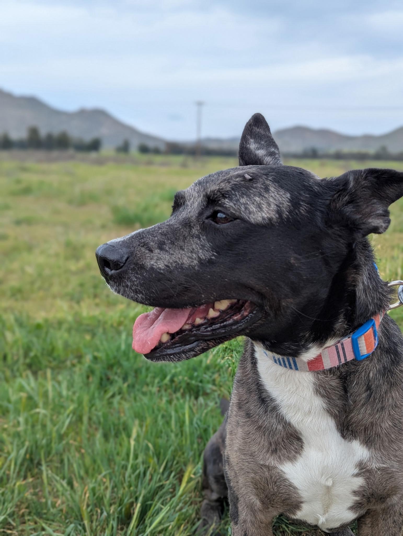 Ruby, a ADOPTABLE mixed breed in Anza, CA image 4/6
