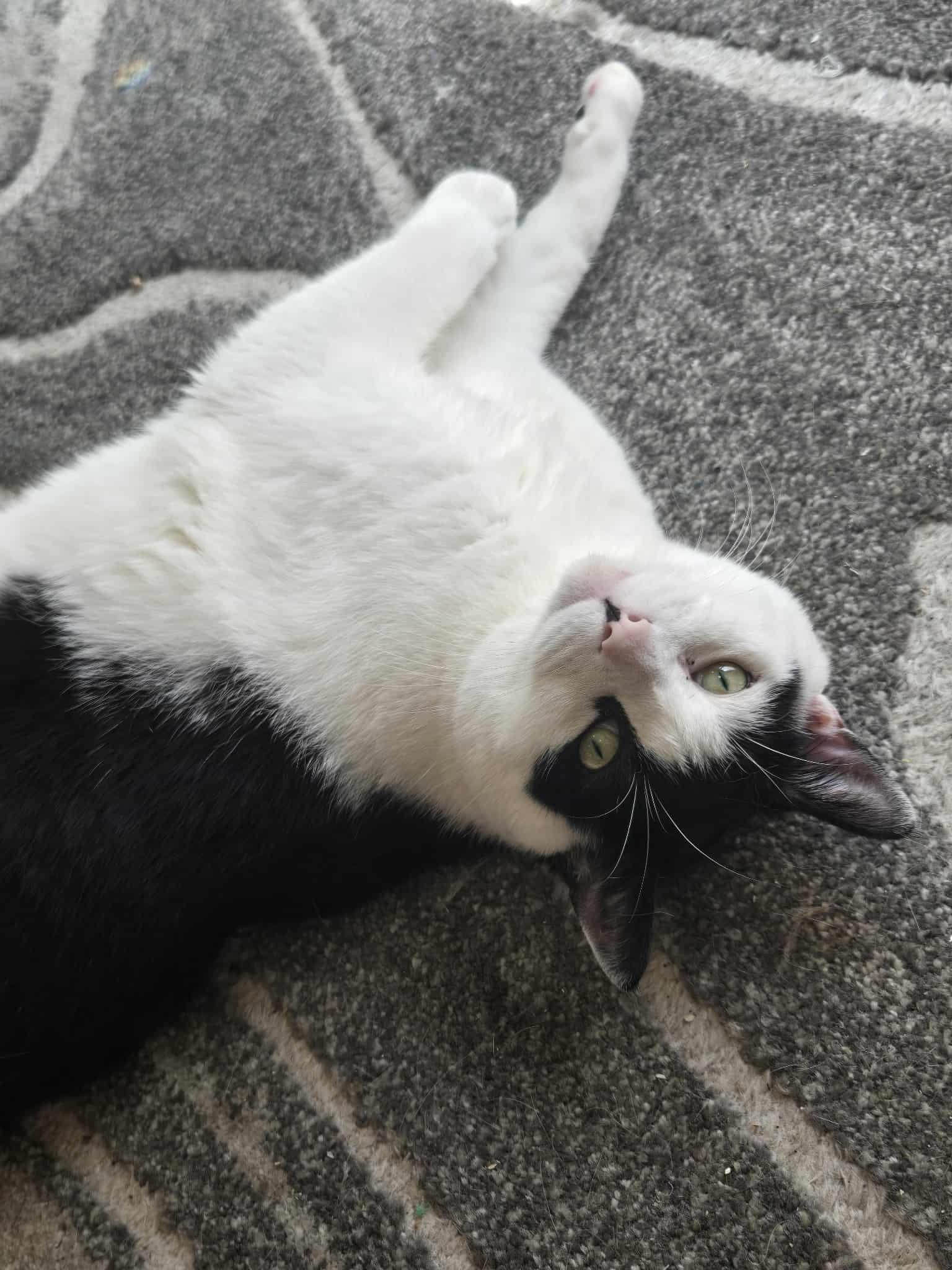 Moo, adoptable, Adult Male Tuxedo.